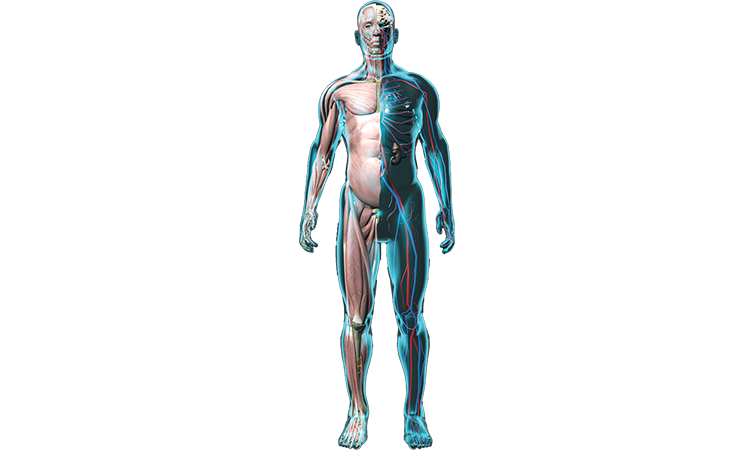 dsm-firmenich orthopedics and vascular skeleton